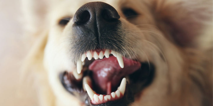 Zahnpflege beim Hund: Tipps und Tricks