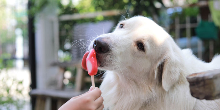 Make your own dog ice cream - it's that easy!