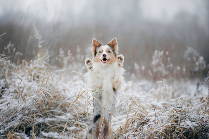 5 winter tips: How to strengthen your dog's immune system