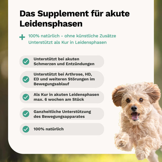 Kräutermischung für Knochen & Gelenke in akuten Leidensphasen