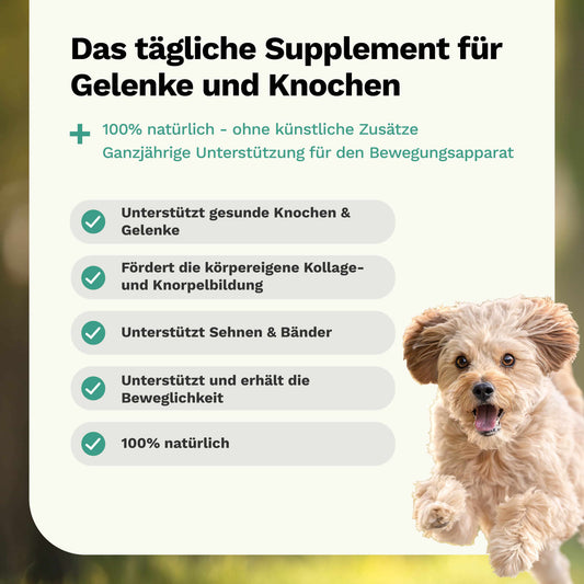 Kräutermischung für Knochen & Gelenke PREVENT