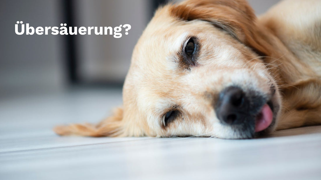 Übersäuerung beim Hund: Symptome, Ursachen und was wirklich hilft