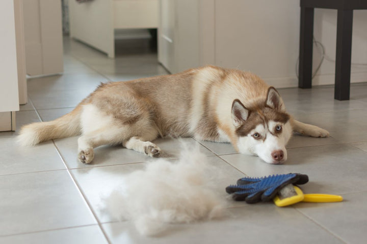 Fellwechsel und Juckreiz beim Hund: Was passiert und wie können wir helfen?