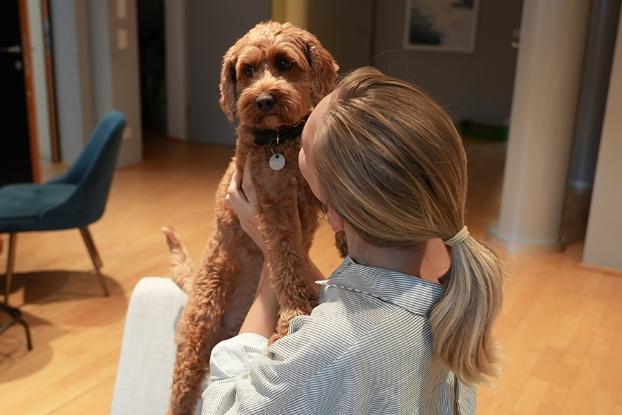 Which dog breeds are suitable for beginners
