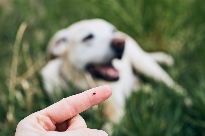 Natürlicher Zeckenschutz für Hunde: Diese Mittel helfen