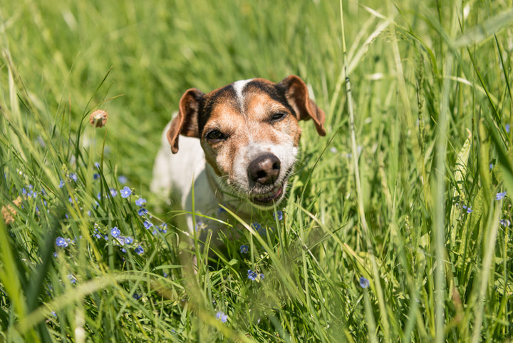 Frisst Dein Hund oft Gras? Tipps zur Förderung der Magen-Darm-Gesundheit