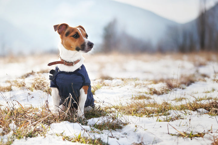 Hunde Winter Kälteschutz