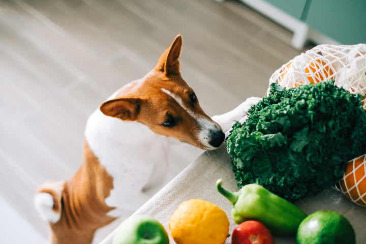 Tipps zur Auswahl von Hunde-Nahrungsergänzungsmitteln