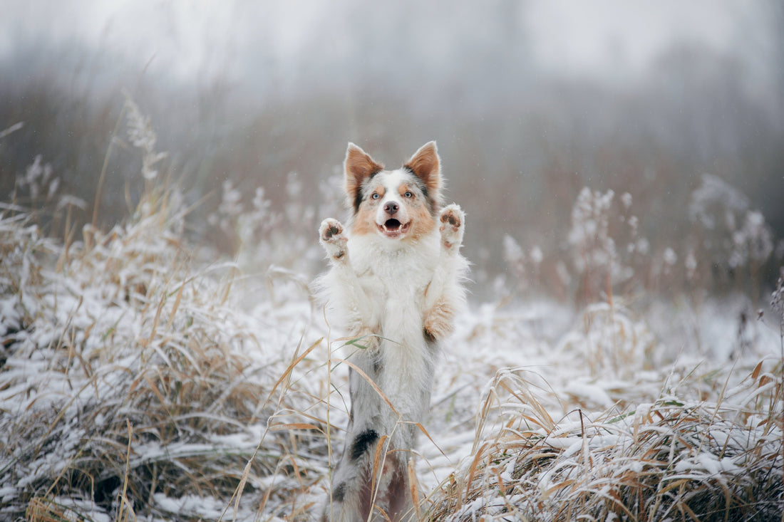 5 winter tips: How to strengthen your dog's immune system
