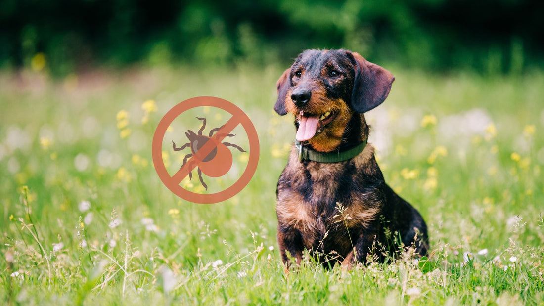 Natürliche Unterstützung gegen Zecken