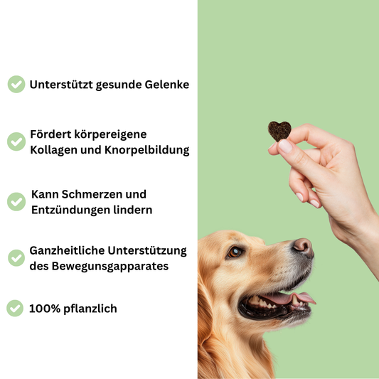 Snacks für Knochen & Gelenke PREVENT
