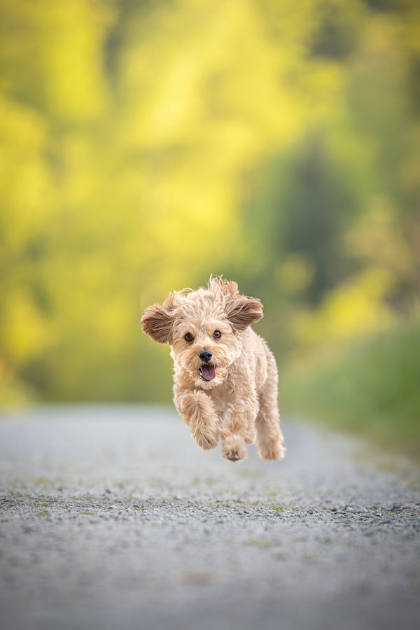 Every dog deserves a happy life